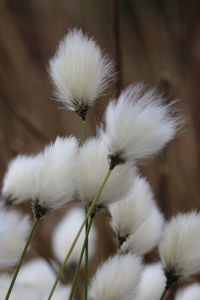 Close-up of white flowering plants