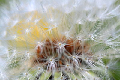 Close-up of dandelion on plant