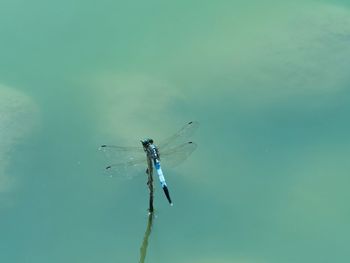 Close-up of dragonfly on leaf