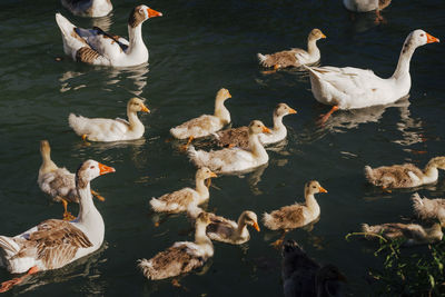 Ducks swimming in lake