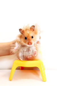 Portrait of cute baby sitting on chair against white background