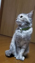 Close-up of cat sitting on hardwood floor