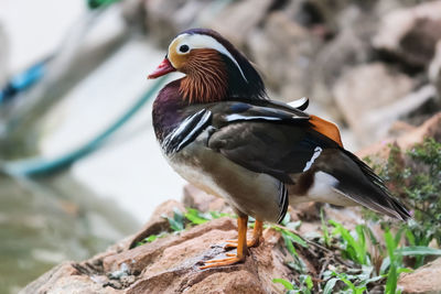 Mandarin duck photography