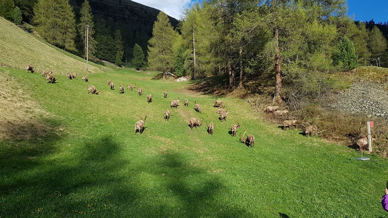 large group of animals, animal themes, green color, livestock, tree, domestic animals, field, grazing, mammal, flock of sheep, landscape, outdoors, sheep, hill, nature, day, agriculture, no people, grass, rural scene, beauty in nature, sky