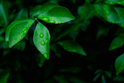 Close-up of wet leaves