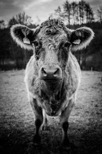 Portrait of cow standing on field