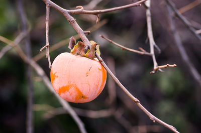 Close-up of persimmon growing on tree