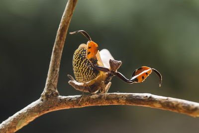 Astyliasula phyllopus on nature place