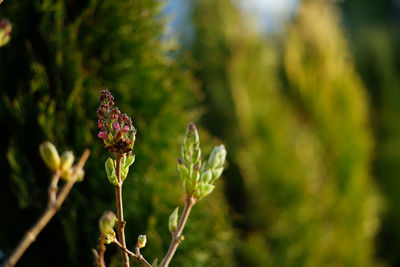 Close-up of flowering plant against blurred background