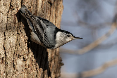 A white-breasted nuthatch, sitta carolinensis