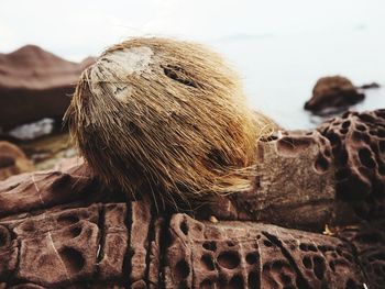 Close-up of rock on rocks