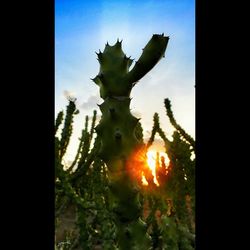 Close-up of plant against sky during sunset