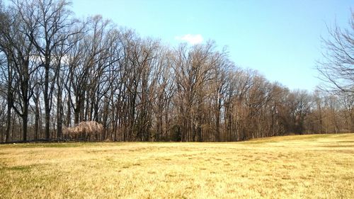 Trees against sky