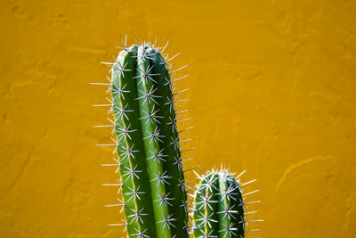 Close-up of cactus plant against yellow wall