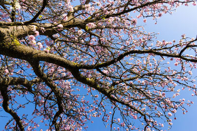 Low angle view of cherry blossoms against sky