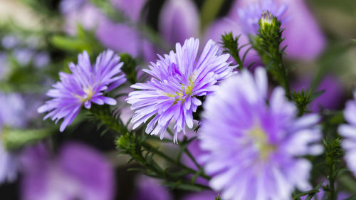 Close-up of purple flowering plants