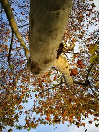 Low angle view of tree against sky