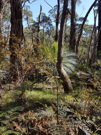 View of trees in forest