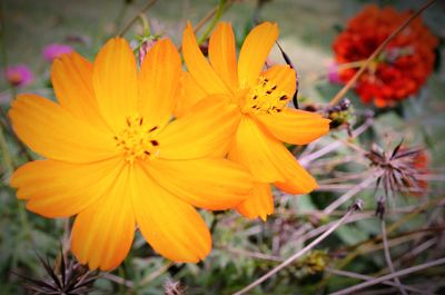 Close-up of orange flowers blooming outdoors
