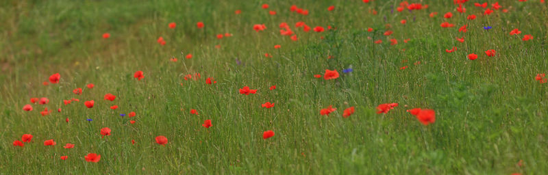 Red poppies on field