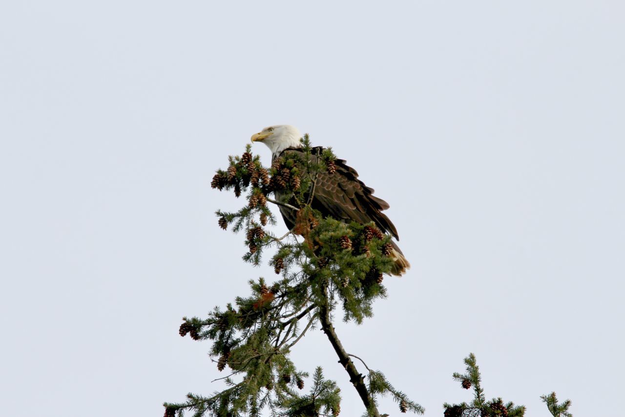 LOW ANGLE VIEW OF BIRD PERCHING ON TREE