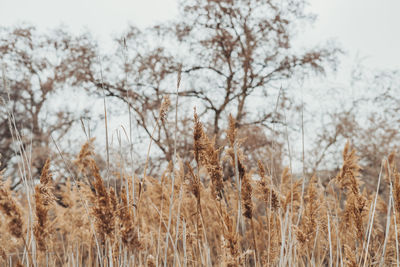 View of stalks in field against sky