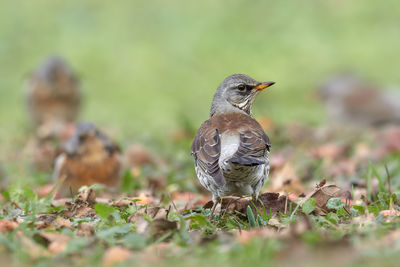 Close-up of bird perching on a field