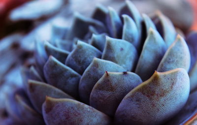 Close-up of succulent plant