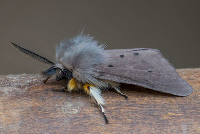 Close-up of butterfly on table