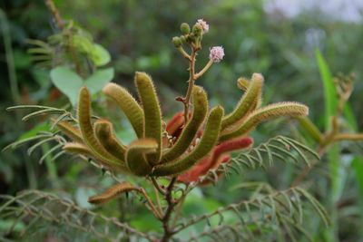 Close-up of plant