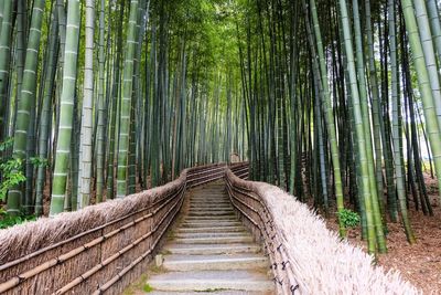 Walkway amidst trees in forest