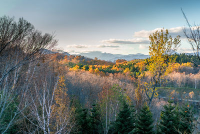 Plants growing on land against sky