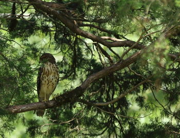 Low angle view of eagle perching on tree