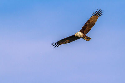 Low angle view of eagle flying in sky