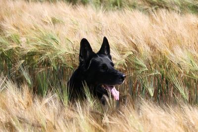 Black dog running on field