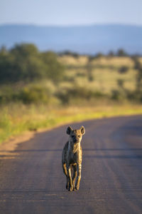 Hyena on road at national park