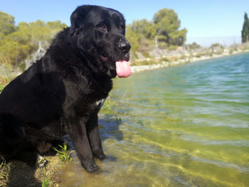 Black dog looking away