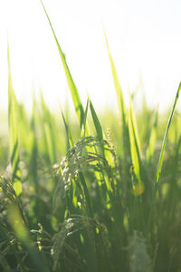 Close-up of crops growing on field