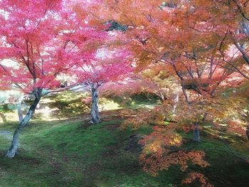 Trees in park