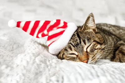 Cute tabby cat, wearing striped hat, sleeping on gray blanket on the bed. funny home pet. 
