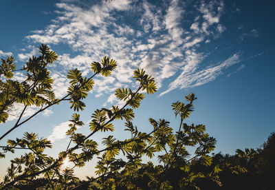 Low angle view of mountain ash  against sky