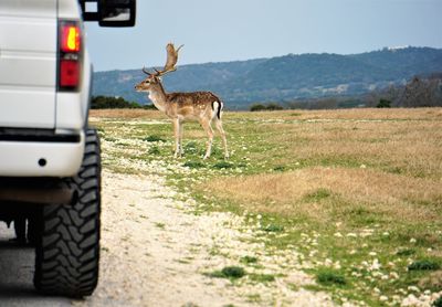 Deer standing on road amidst field