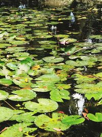 View of lotus water lily in pond