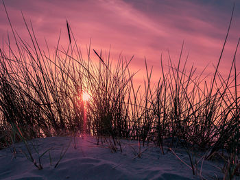 Descending sun peeking through marram grass on dunes creating a colorful sky