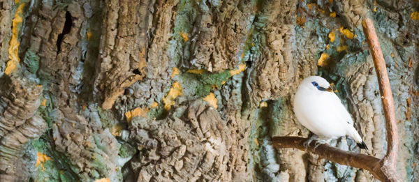 Bird perching on a tree