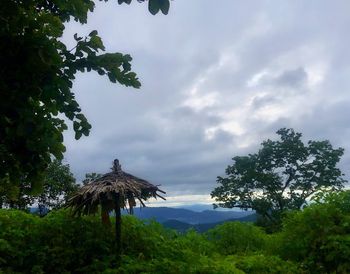 Trees against cloudy sky