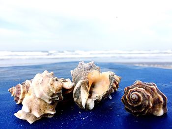 Close-up of seashell on beach