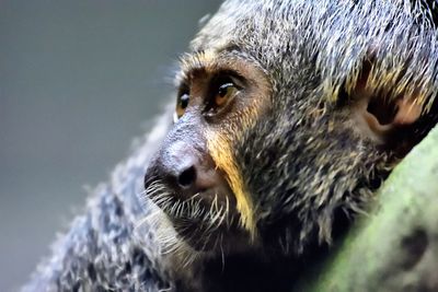 Close-up of an animal