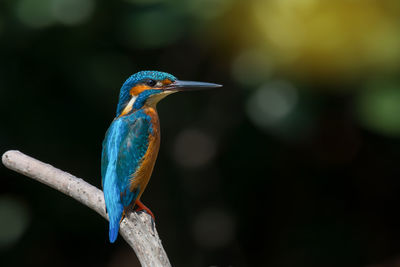 Close-up of bird perching on tree