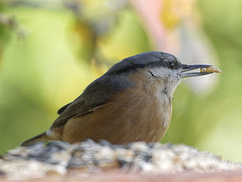 Close-up of a bird